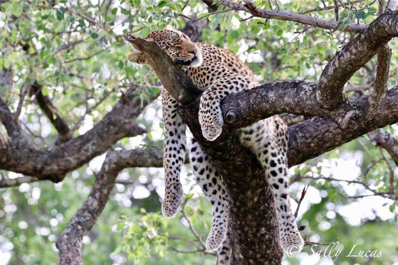 Вилла Pungwe Safari Camp Заповедник Маньелети Экстерьер фото